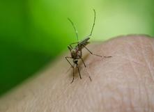 Quels remèdes naturels contre les moustiques ?