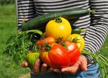 Rotation des cultures : comment alterner les légumes au potager ?